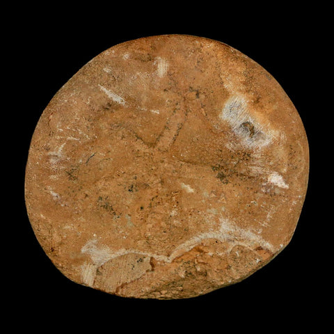 59MM Pygurus Marmonti Sea Urchin Fossil Sand Dollar Jurassic Age Madagascar