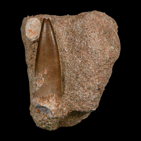 1.8" Plesiosaur Zarafasaura Tooth Fossil In Matrix Cretaceous Dinosaur Era COA - Fossil Age Minerals