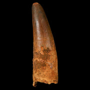 XL 3.3" Spinosaurus Fossil Tooth 100 Million Years Old Cretaceous Dinosaur COA