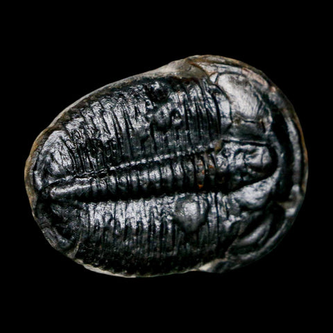 1.2" Elrathia Kingi Trilobite Fossil Utah Cambrian Age 521 Million Years Old COA