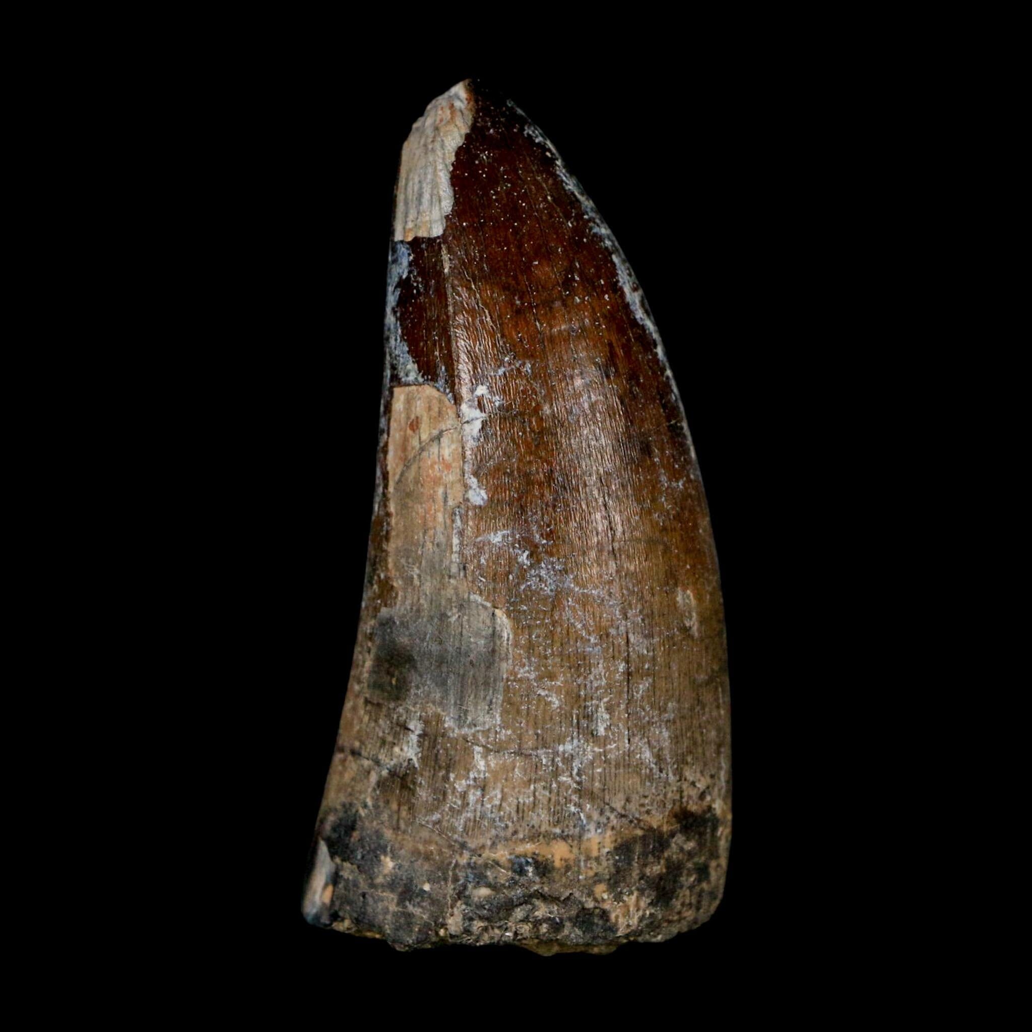 2.4" Sarcosuchus Imperator Crocodile Fossil Tooth Elrhaz FM Cretaceous Niger COA - Fossil Age Minerals