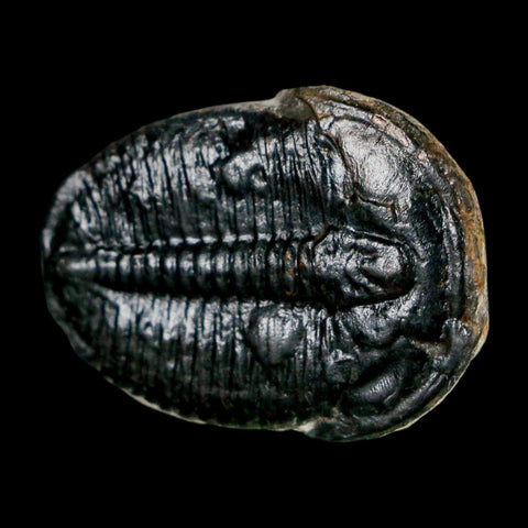 1.2" Elrathia Kingi Trilobite Fossil Utah Cambrian Age 521 Million Years Old COA