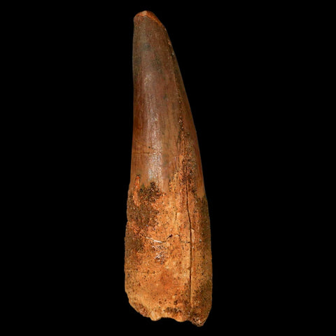 XL 3.4" Spinosaurus Fossil Tooth 100 Million Years Old Cretaceous Dinosaur COA - Fossil Age Minerals