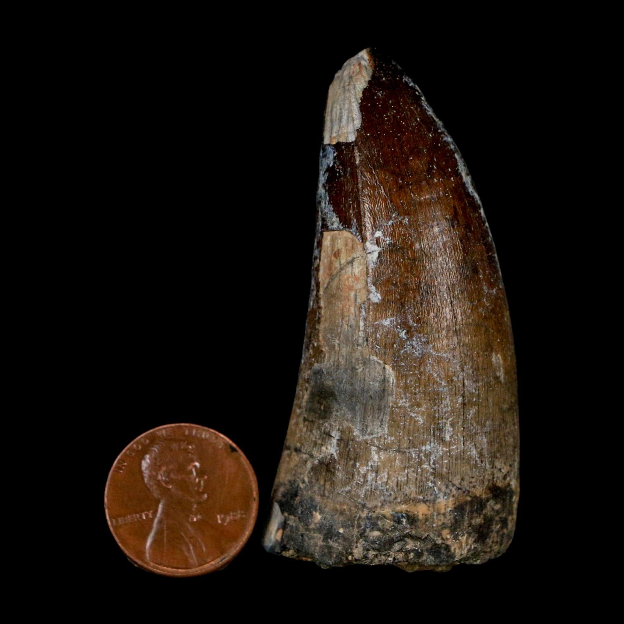 2.4" Sarcosuchus Imperator Crocodile Fossil Tooth Elrhaz FM Cretaceous Niger COA - Fossil Age Minerals