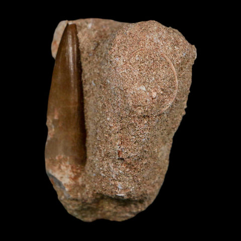 1.8" Plesiosaur Zarafasaura Tooth Fossil In Matrix Cretaceous Dinosaur Era COA - Fossil Age Minerals