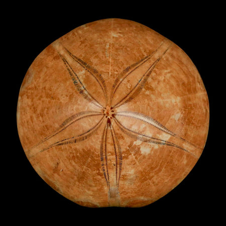 64MM Pygurus Marmonti Sea Urchin Fossil Sand Dollar Jurassic Age Madagascar