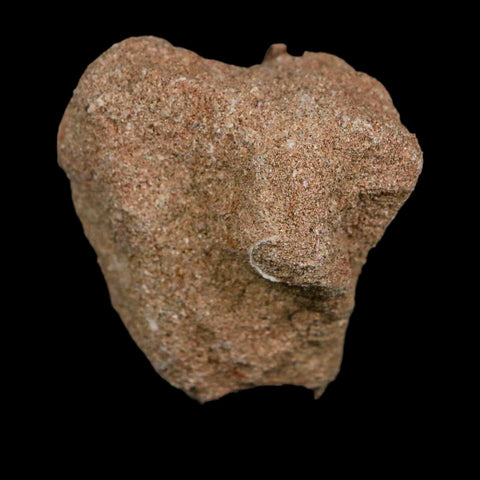 1.8" Plesiosaur Zarafasaura Tooth Fossil In Matrix Cretaceous Dinosaur Era COA - Fossil Age Minerals