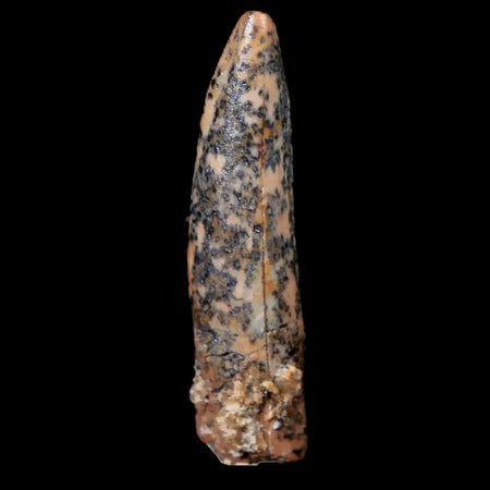 1.1" Pterosaur Coloborhynchus Fossil Tooth Upper Cretaceous Morocco COA & Display