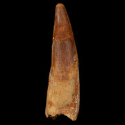 XL 3.3" Spinosaurus Fossil Tooth 100 Million Years Old Cretaceous Dinosaur COA