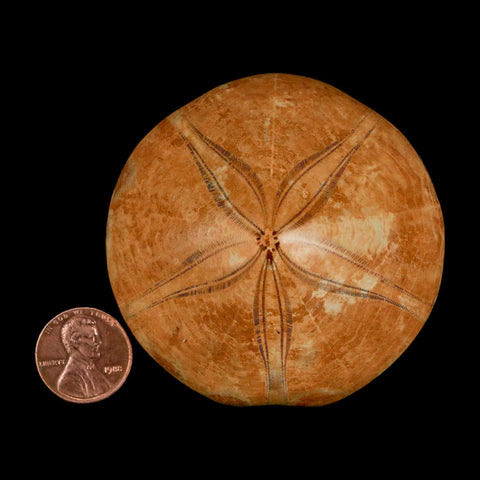 64MM Pygurus Marmonti Sea Urchin Fossil Sand Dollar Jurassic Age Madagascar