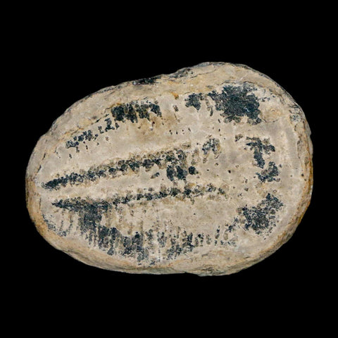 1.2" Elrathia Kingi Trilobite Fossil Utah Cambrian Age 521 Million Years Old COA