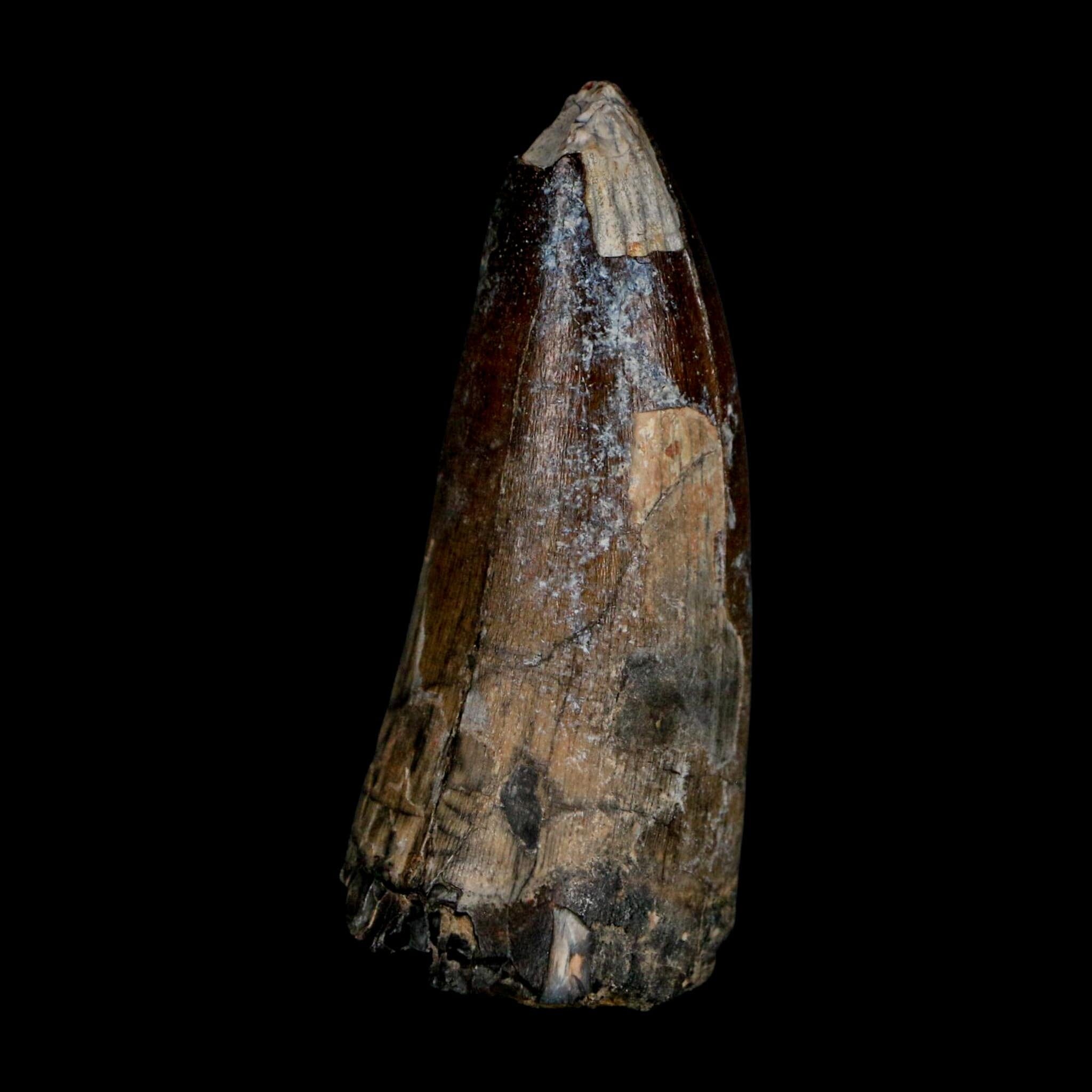 2.4" Sarcosuchus Imperator Crocodile Fossil Tooth Elrhaz FM Cretaceous Niger COA - Fossil Age Minerals