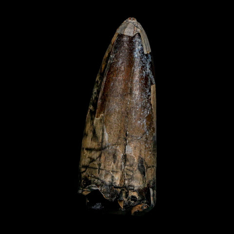 2.4" Sarcosuchus Imperator Crocodile Fossil Tooth Elrhaz FM Cretaceous Niger COA