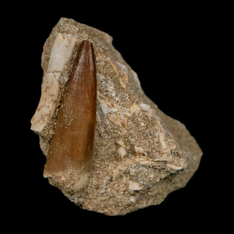 1.6" Plesiosaur Zarafasaura Tooth Fossil In Matrix Cretaceous Dinosaur Era COA - Fossil Age Minerals