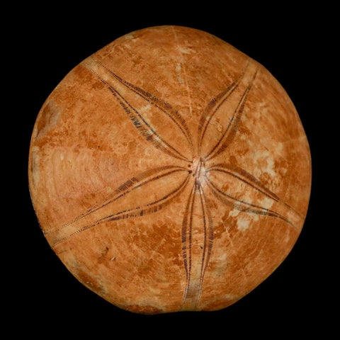 64MM Pygurus Marmonti Sea Urchin Fossil Sand Dollar Jurassic Age Madagascar