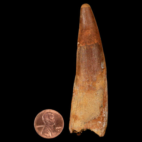 XL 3.3" Spinosaurus Fossil Tooth 100 Million Years Old Cretaceous Dinosaur COA - Fossil Age Minerals