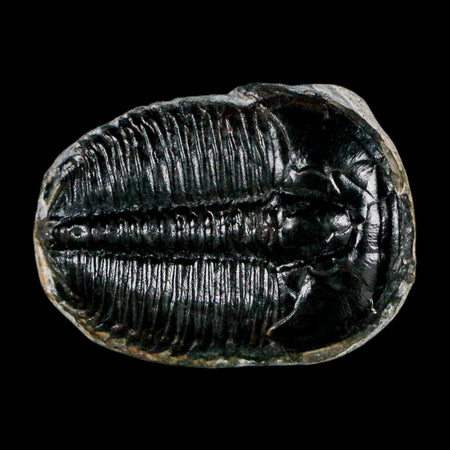 1" Elrathia Kingi Trilobite Fossil Utah Cambrian Age 521 Million Years Old COA