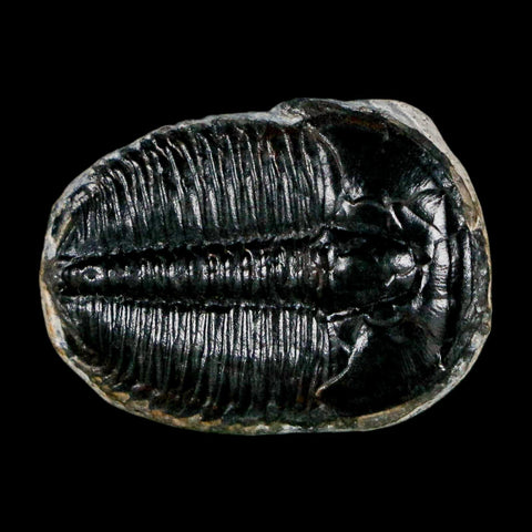 1" Elrathia Kingi Trilobite Fossil Utah Cambrian Age 521 Million Years Old COA