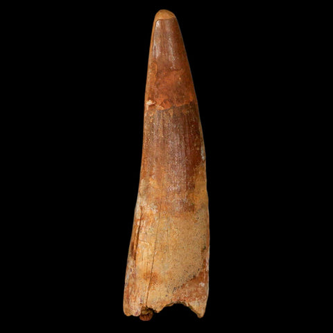 XL 3.3" Spinosaurus Fossil Tooth 100 Million Years Old Cretaceous Dinosaur COA - Fossil Age Minerals
