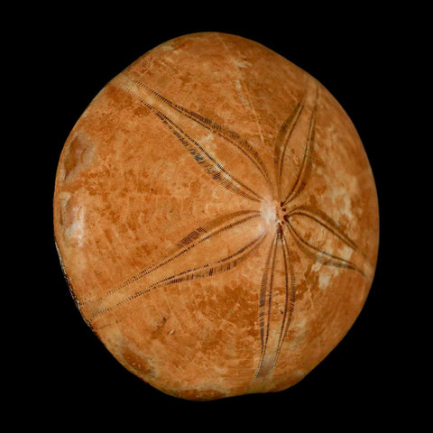 64MM Pygurus Marmonti Sea Urchin Fossil Sand Dollar Jurassic Age Madagascar