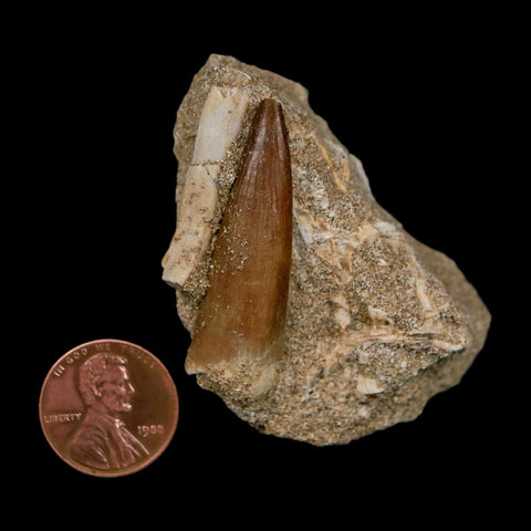 1.6" Plesiosaur Zarafasaura Tooth Fossil In Matrix Cretaceous Dinosaur Era COA - Fossil Age Minerals
