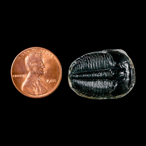 1" Elrathia Kingi Trilobite Fossil Utah Cambrian Age 521 Million Years Old COA