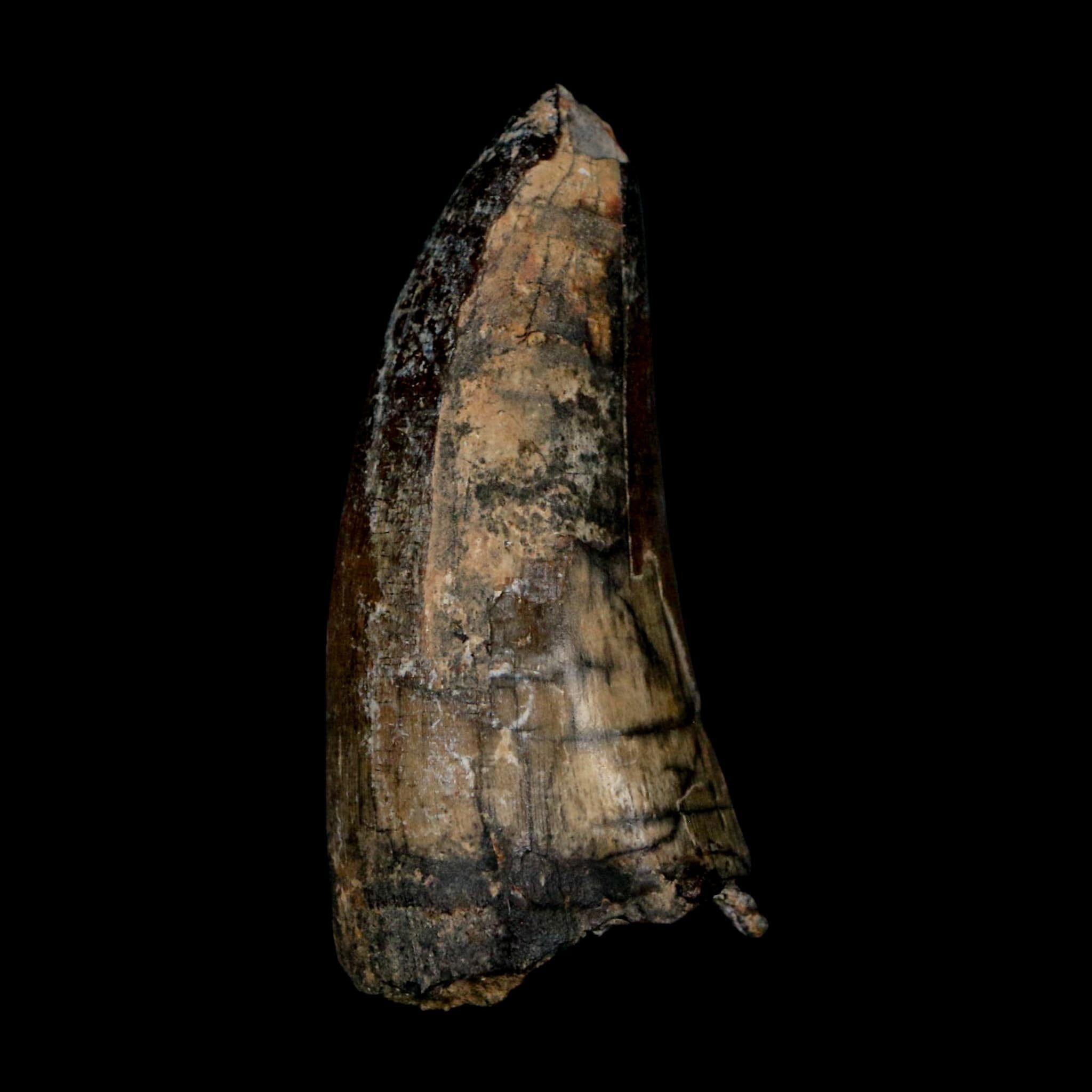 2.4" Sarcosuchus Imperator Crocodile Fossil Tooth Elrhaz FM Cretaceous Niger COA - Fossil Age Minerals