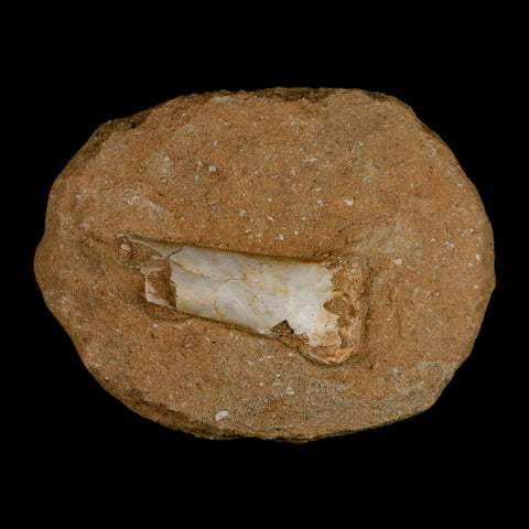 2.5" Pterosaur Tethydraco Regalis Fossil Bone Upper Cretaceous Morocco Stand COA - Fossil Age Minerals