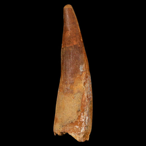 XL 3.3" Spinosaurus Fossil Tooth 100 Million Years Old Cretaceous Dinosaur COA - Fossil Age Minerals