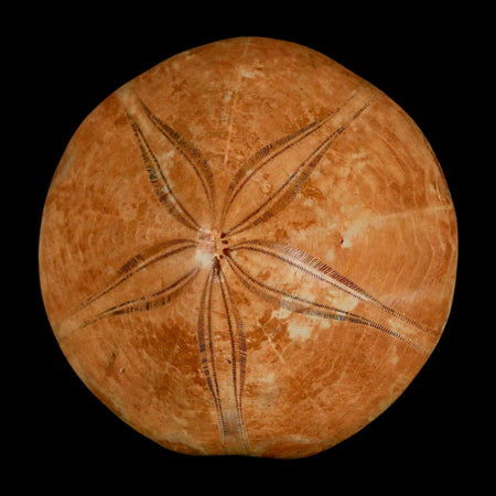 64MM Pygurus Marmonti Sea Urchin Fossil Sand Dollar Jurassic Age Madagascar