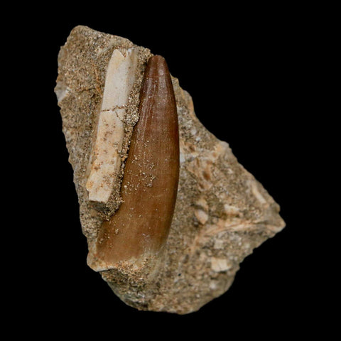 1.6" Plesiosaur Zarafasaura Tooth Fossil In Matrix Cretaceous Dinosaur Era COA - Fossil Age Minerals
