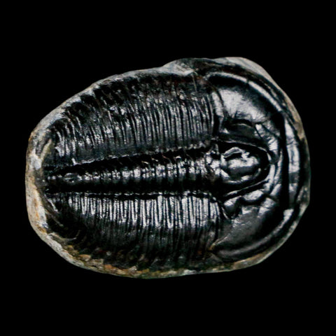 1" Elrathia Kingi Trilobite Fossil Utah Cambrian Age 521 Million Years Old COA