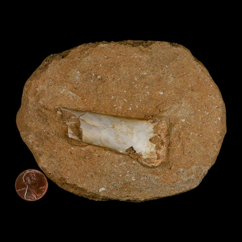 2.5" Pterosaur Tethydraco Regalis Fossil Bone Upper Cretaceous Morocco Stand COA - Fossil Age Minerals