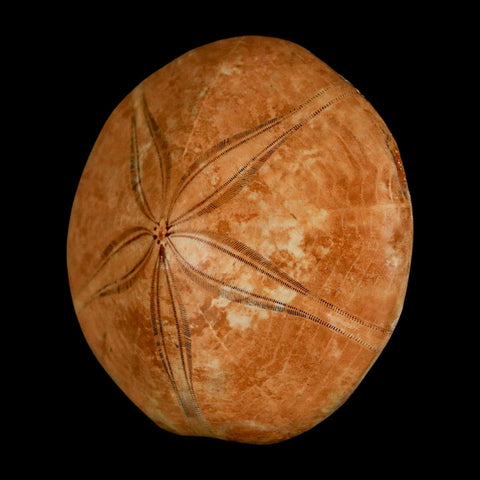 64MM Pygurus Marmonti Sea Urchin Fossil Sand Dollar Jurassic Age Madagascar