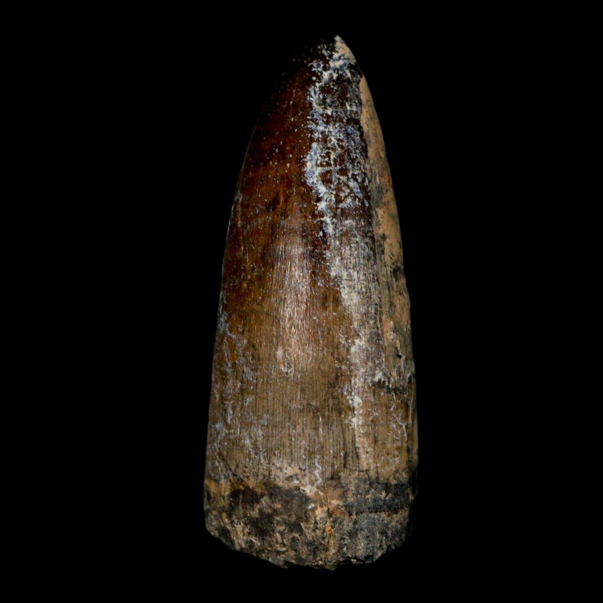 2.4" Sarcosuchus Imperator Crocodile Fossil Tooth Elrhaz FM Cretaceous Niger COA - Fossil Age Minerals
