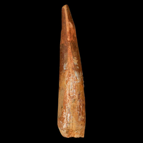 XL 3.3" Spinosaurus Fossil Tooth 100 Million Years Old Cretaceous Dinosaur COA - Fossil Age Minerals