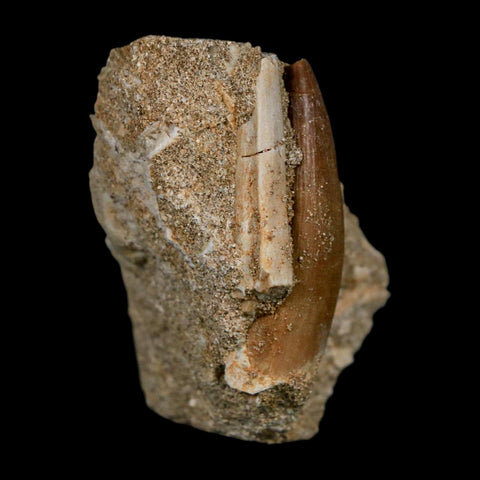 1.6" Plesiosaur Zarafasaura Tooth Fossil In Matrix Cretaceous Dinosaur Era COA - Fossil Age Minerals