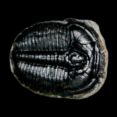 1" Elrathia Kingi Trilobite Fossil Utah Cambrian Age 521 Million Years Old COA