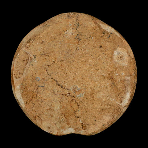 64MM Pygurus Marmonti Sea Urchin Fossil Sand Dollar Jurassic Age Madagascar