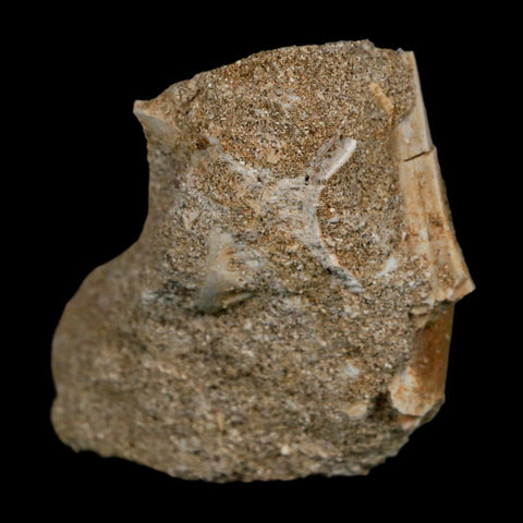 1.6" Plesiosaur Zarafasaura Tooth Fossil In Matrix Cretaceous Dinosaur Era COA - Fossil Age Minerals