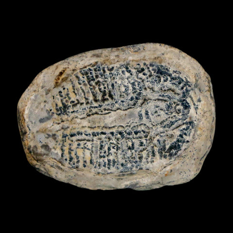 1" Elrathia Kingi Trilobite Fossil Utah Cambrian Age 521 Million Years Old COA