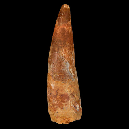 XL 3.3" Spinosaurus Fossil Tooth 100 Million Years Old Cretaceous Dinosaur COA