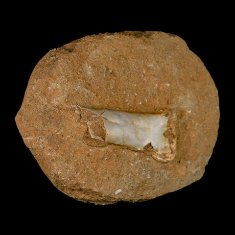 2.5" Pterosaur Tethydraco Regalis Fossil Bone Upper Cretaceous Morocco Stand COA - Fossil Age Minerals