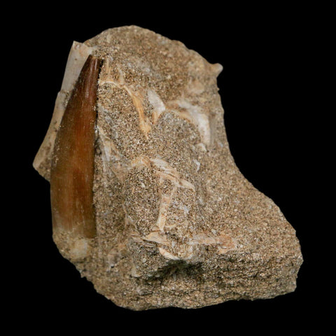 1.6" Plesiosaur Zarafasaura Tooth Fossil In Matrix Cretaceous Dinosaur Era COA - Fossil Age Minerals