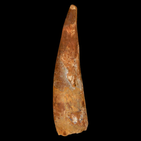XL 3.3" Spinosaurus Fossil Tooth 100 Million Years Old Cretaceous Dinosaur COA - Fossil Age Minerals