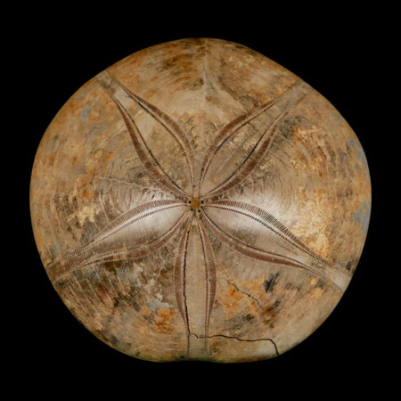 67MM Pygurus Marmonti Sea Urchin Fossil Sand Dollar Jurassic Age Madagascar