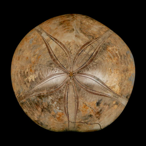 67MM Pygurus Marmonti Sea Urchin Fossil Sand Dollar Jurassic Age Madagascar - Fossil Age Minerals