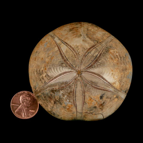 67MM Pygurus Marmonti Sea Urchin Fossil Sand Dollar Jurassic Age Madagascar - Fossil Age Minerals