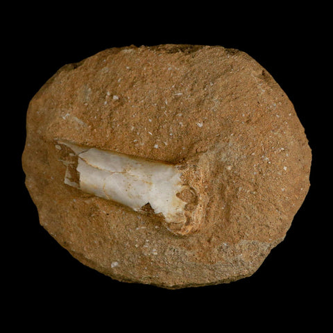 2.5" Pterosaur Tethydraco Regalis Fossil Bone Upper Cretaceous Morocco Stand COA - Fossil Age Minerals