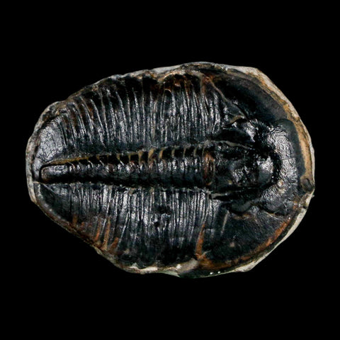 1" Elrathia Kingi Trilobite Fossil Utah Cambrian Age 521 Million Years Old COA